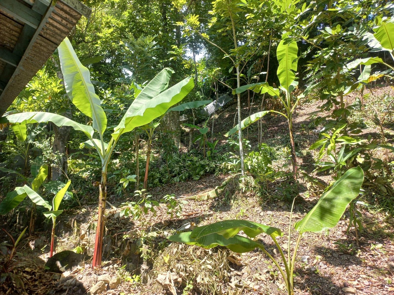 Residential-Lot-for-Sale-in-Mount-Lebanus-St.-Thomas-Jamaica Seventh image of Mount Lebanus in Mount Lebanus, St. Thomas, Jamaica - property is For Sale