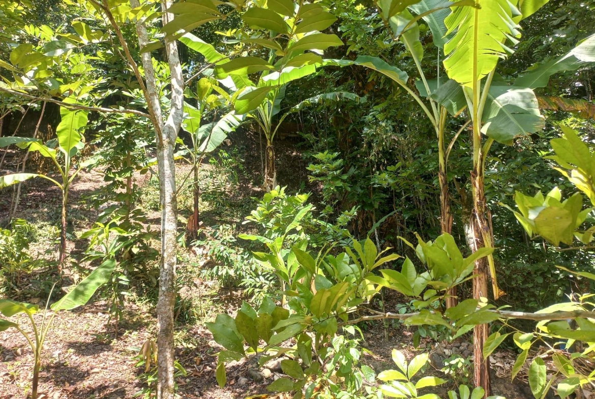 Eighth image of Mount Lebanus in Mount Lebanus, St. Thomas, Jamaica - property is For Sale