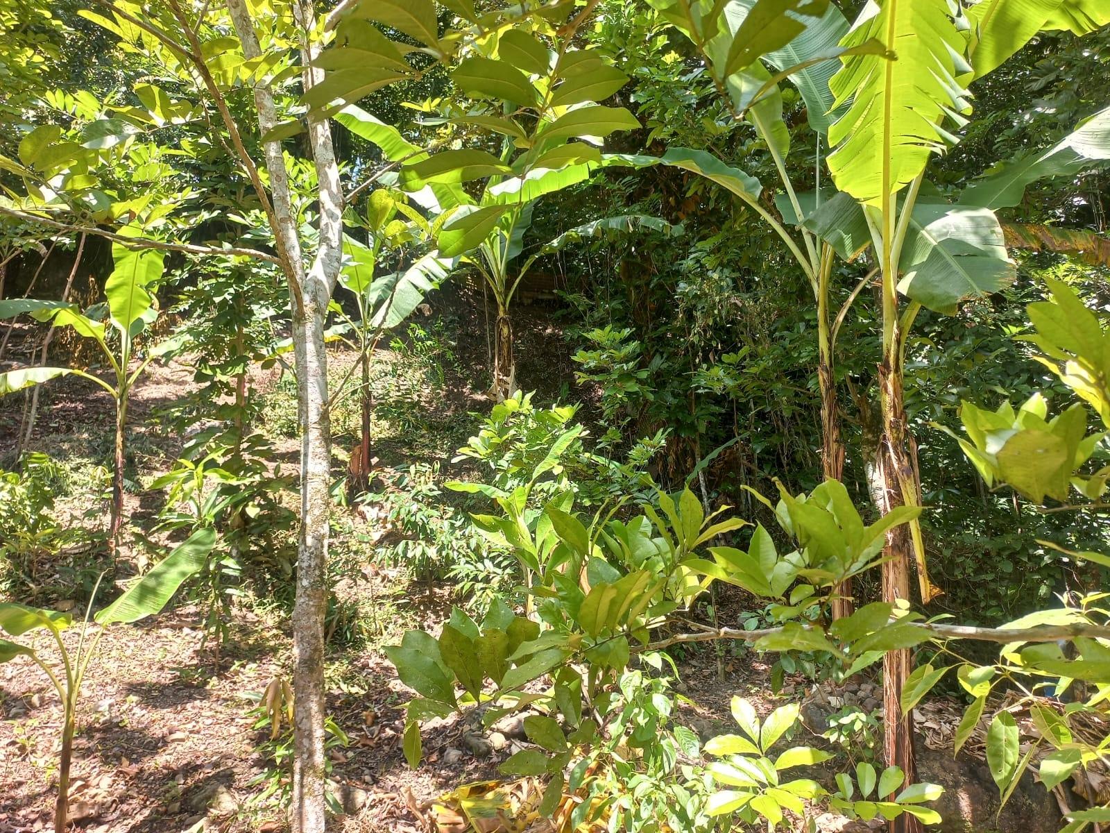Residential-Lot-for-Sale-in-Mount-Lebanus-St.-Thomas-Jamaica Eighth image of Mount Lebanus in Mount Lebanus, St. Thomas, Jamaica - property is For Sale