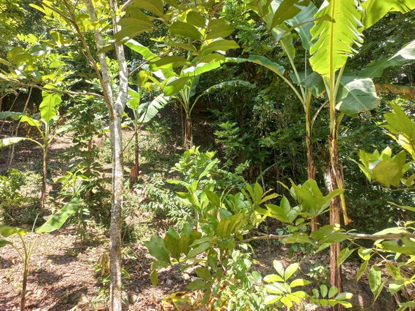 Eighth image of Mount Lebanus in Mount Lebanus, St. Thomas, Jamaica - property is For Sale