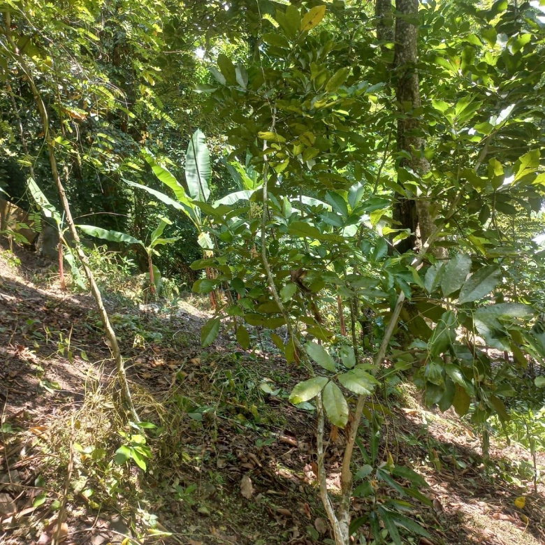 First image of Mount Lebanus in Mount Lebanus, St. Thomas, Jamaica - property is For Sale
