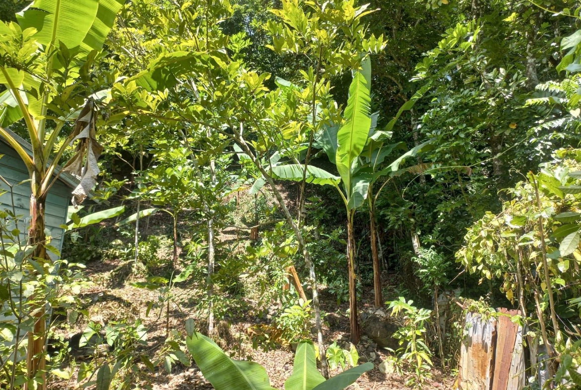 Ninth image of Mount Lebanus in Mount Lebanus, St. Thomas, Jamaica - property is For Sale