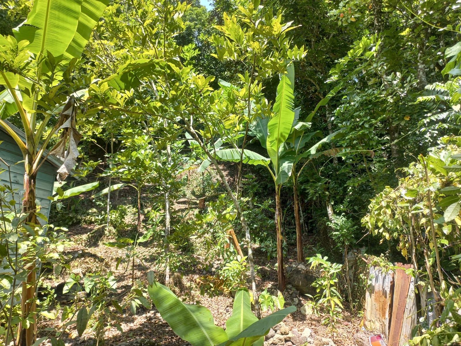 Residential-Lot-for-Sale-in-Mount-Lebanus-St.-Thomas-Jamaica Ninth image of Mount Lebanus in Mount Lebanus, St. Thomas, Jamaica - property is For Sale