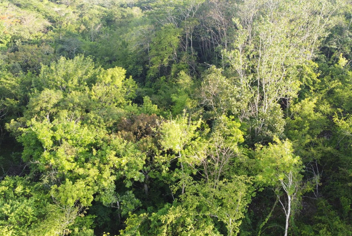 Fourth image of Gravesend, Trelawny in Gravesend, Trelawny, Jamaica - property is For Sale