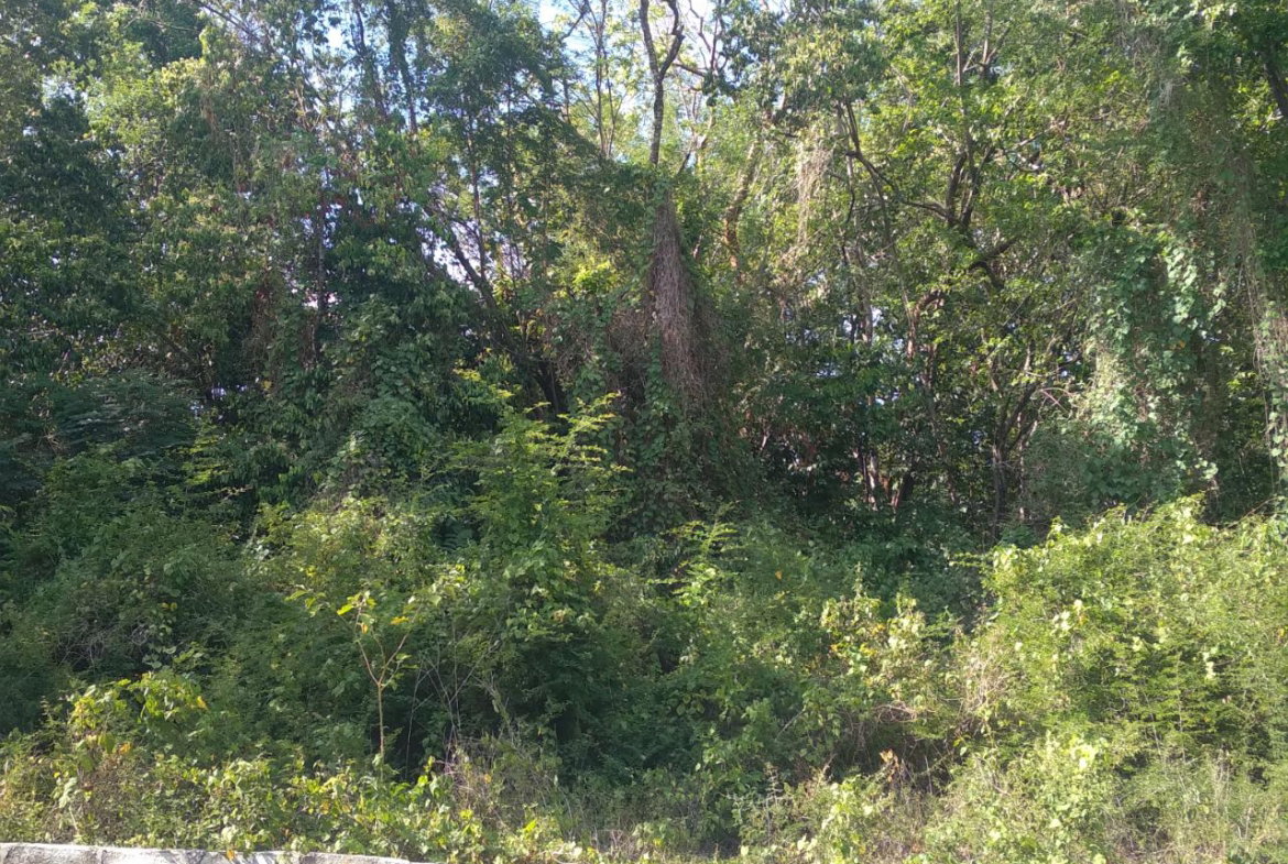 Eighth image of 66 Roystonia, Tower Isles in Tower Isle, St. Mary, Jamaica - property is For Sale