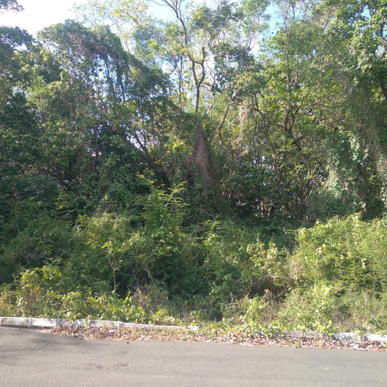 Residential-Lot-for-Sale-in-Roystonea-Tower-Isle-St.-Mary-Jamaica Eighth image of 66 Roystonia, Tower Isles in Tower Isle, St. Mary, Jamaica - property is For Sale