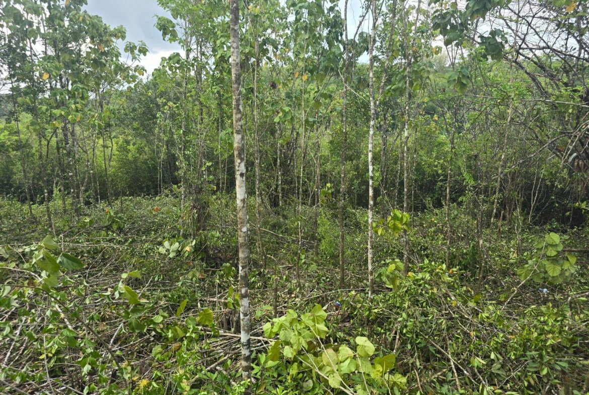 Second image of 237 Seven Rivers in Seven Rivers, St. James, Jamaica - property is For Sale