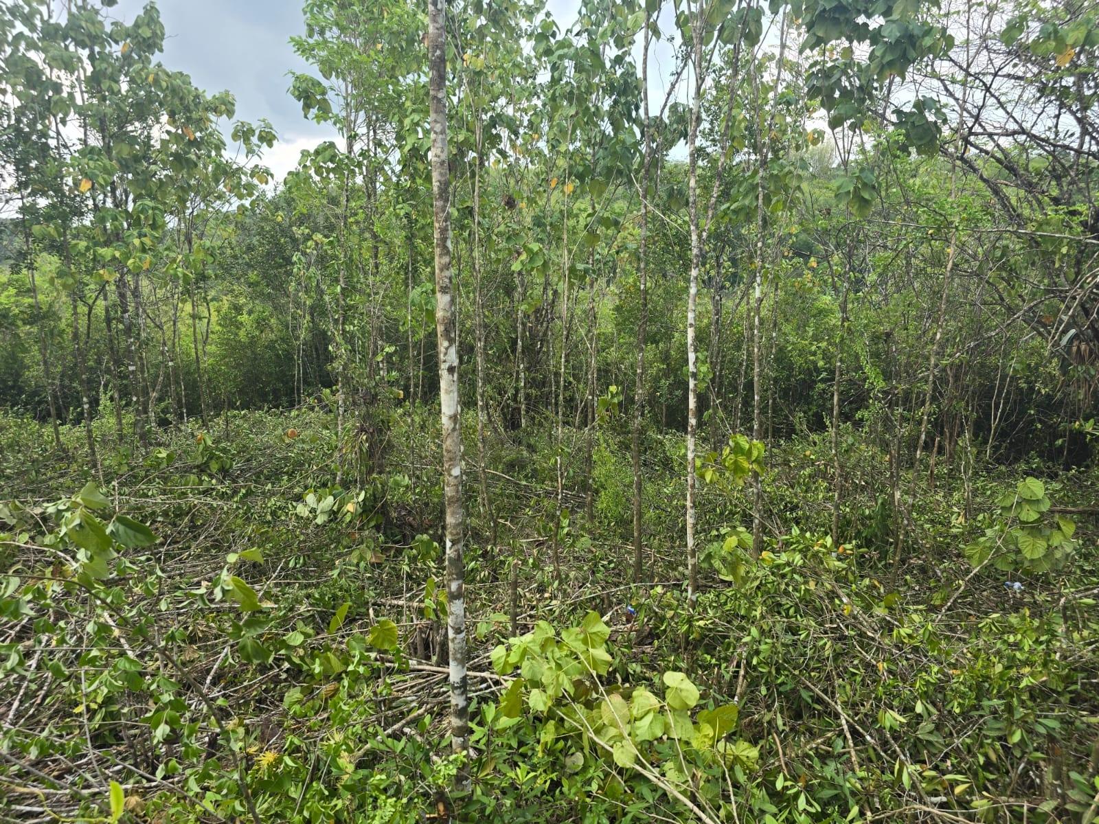Residential-Lot-for-Sale-in-Seven-Rivers-St.-James-Jamaica Second image of 237 Seven Rivers in Seven Rivers, St. James, Jamaica - property is For Sale