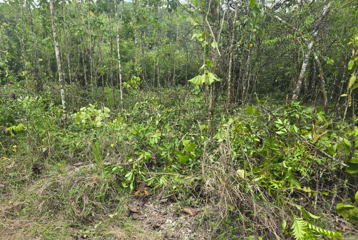 First image of 237 Seven Rivers in Seven Rivers, St. James, Jamaica - property is For Sale