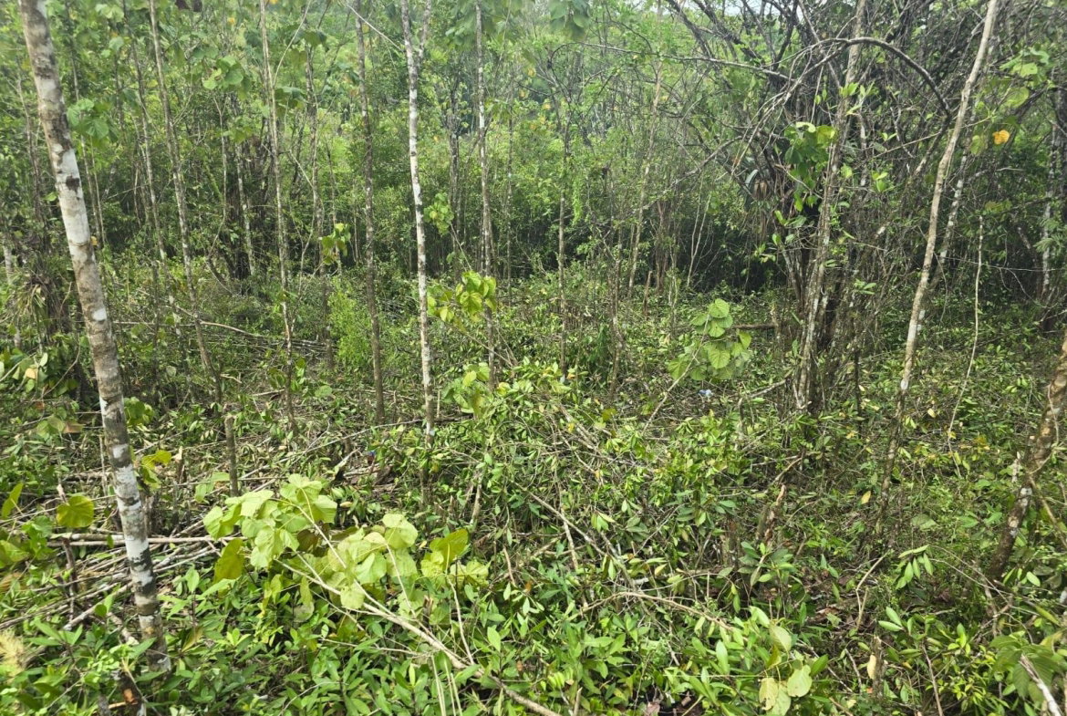Third image of 237 Seven Rivers in Seven Rivers, St. James, Jamaica - property is For Sale