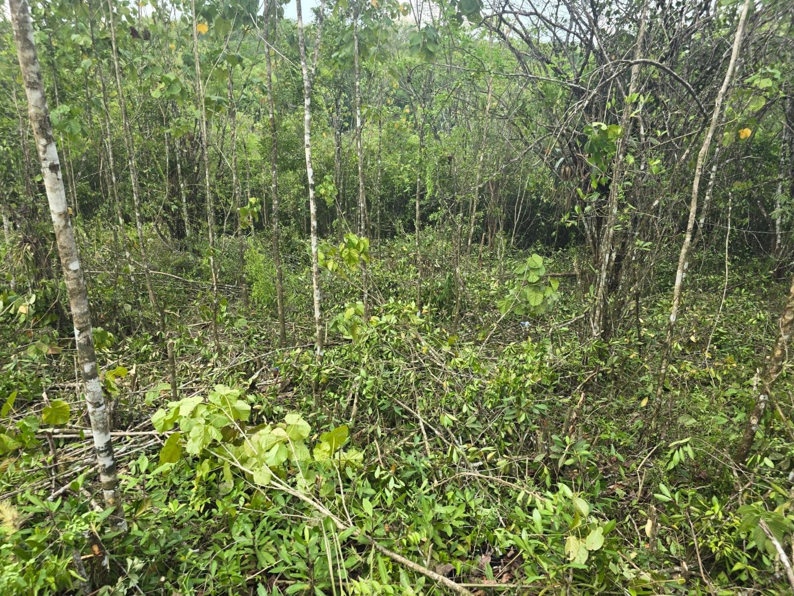 Residential-Lot-for-Sale-in-Seven-Rivers-St.-James-Jamaica Third image of 237 Seven Rivers in Seven Rivers, St. James, Jamaica - property is For Sale