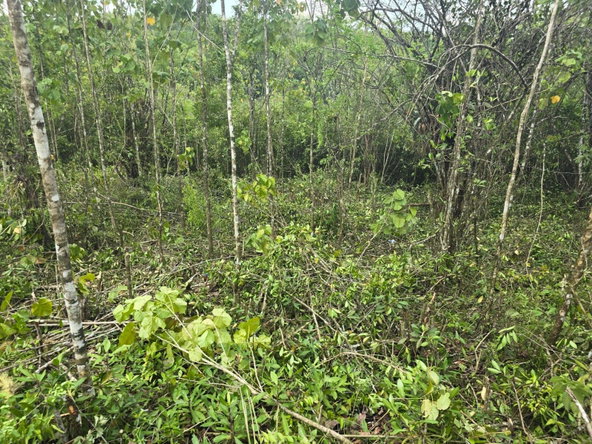 Third image of 237 Seven Rivers in Seven Rivers, St. James, Jamaica - property is For Sale