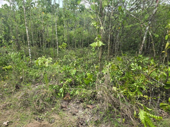 First image of 237 Seven Rivers in Seven Rivers, St. James, Jamaica - property is For Sale