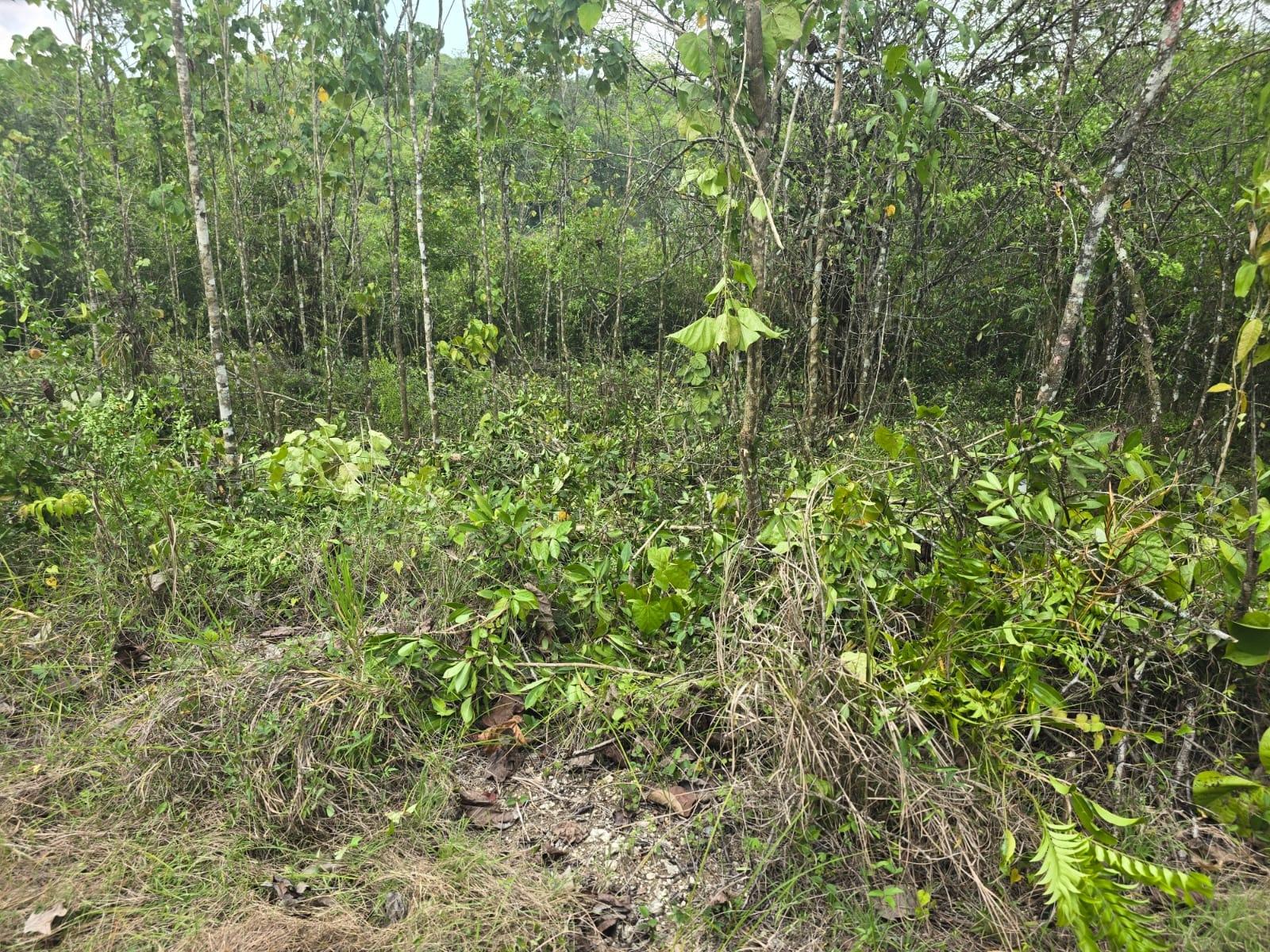 First image of 237 Seven Rivers in Seven Rivers, St. James, Jamaica - property is For Sale