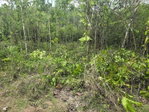 First image of 237 Seven Rivers in Seven Rivers, St. James, Jamaica - property is For Sale