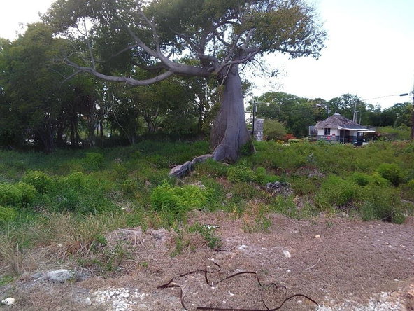 Sixth image of Lot 63- Lobster Lane , Silver San in Duncans, Trelawny, Jamaica - property is For Sale