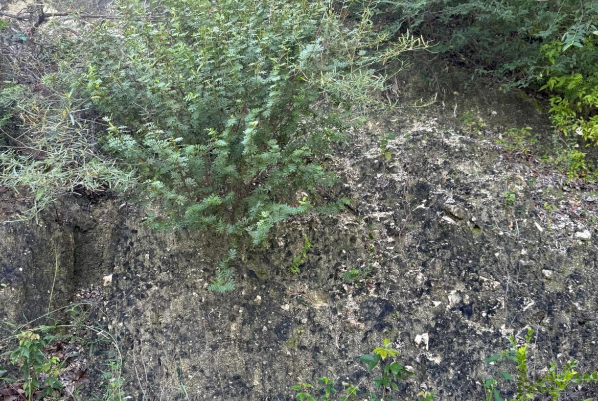 Sixth image of 90 Santa Cruz Blvd, Spring g in Spring Garden, St. Thomas, Jamaica - property is For Sale