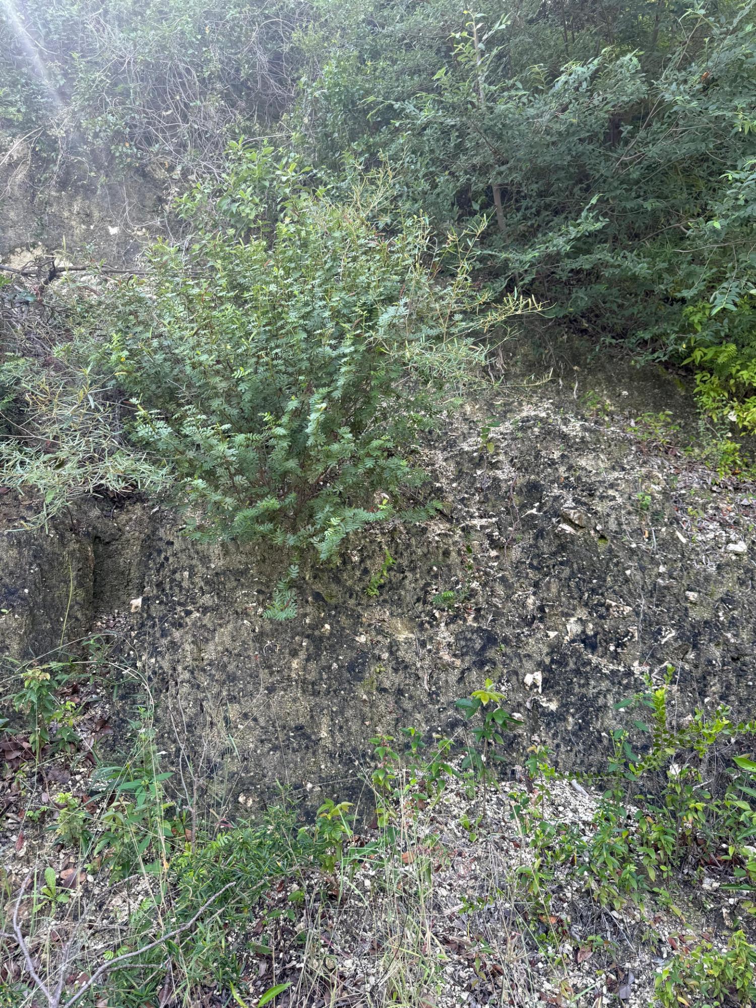 Sixth image of 90 Santa Cruz Blvd, Spring g in Spring Garden, St. Thomas, Jamaica - property is For Sale