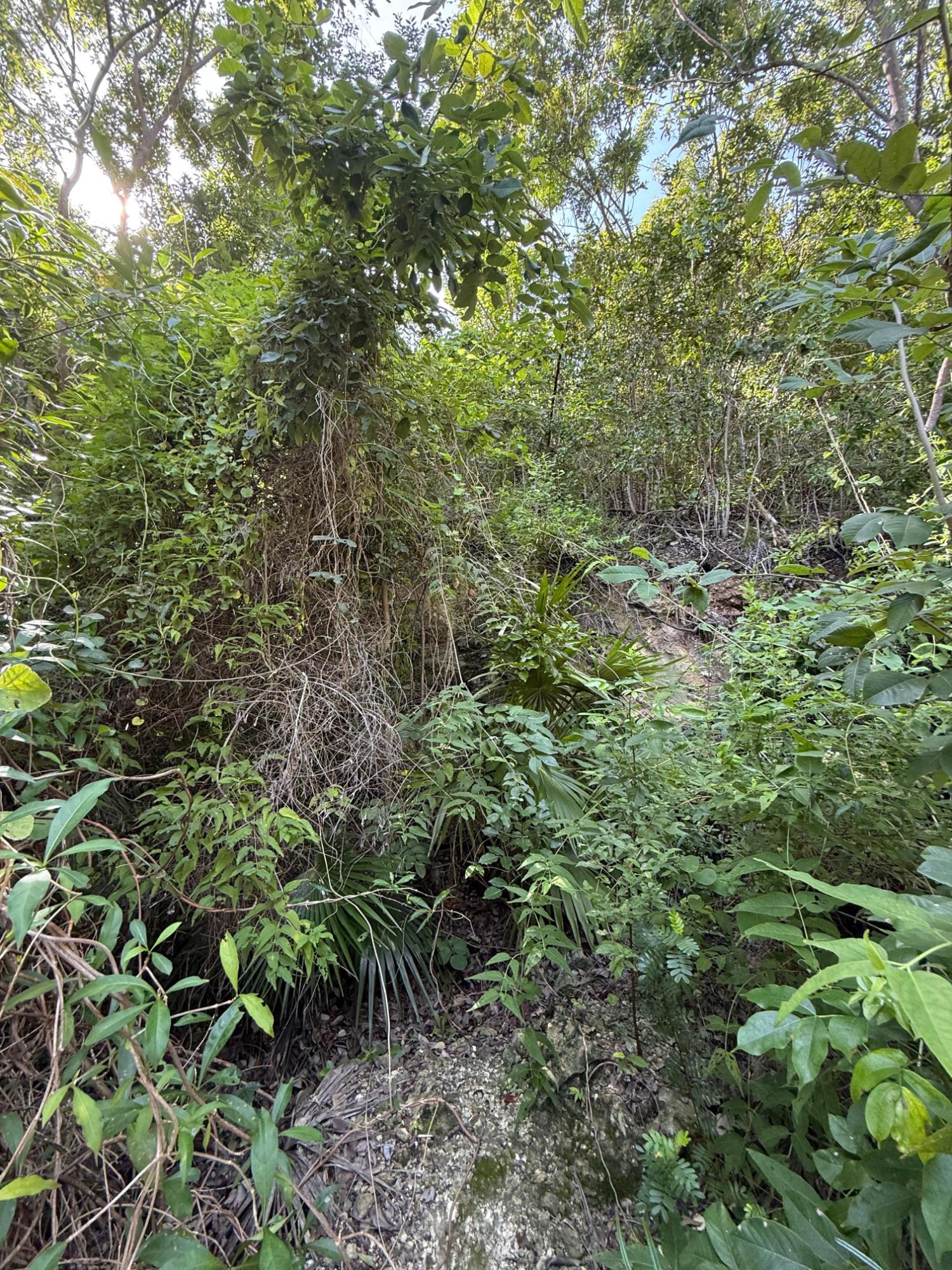 Eighth image of 90 Santa Cruz Blvd, Spring g in Spring Garden, St. Thomas, Jamaica - property is For Sale