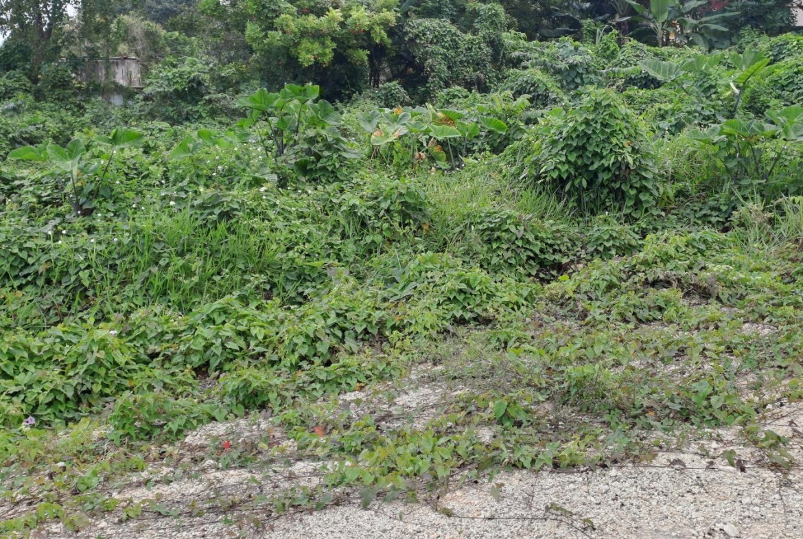 Third image of Part of Three Hills, St. in Three Hills, St. Mary, Jamaica - property is For Sale