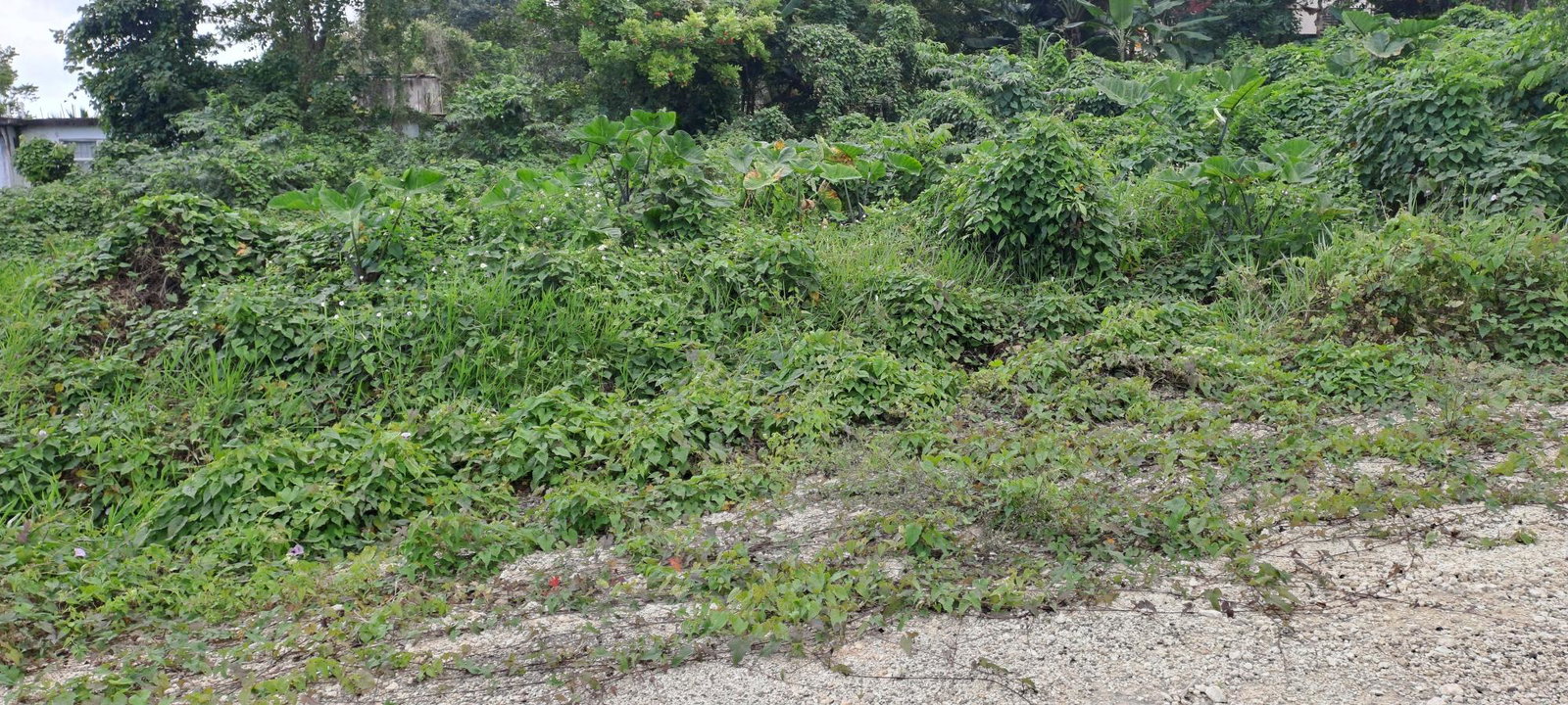 Third image of Part of Three Hills, St. in Three Hills, St. Mary, Jamaica - property is For Sale