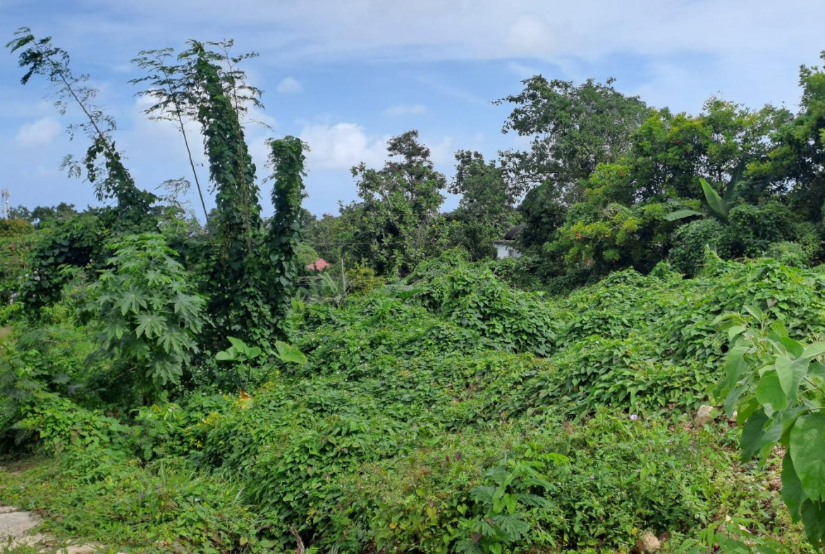 Fifth image of Part of Three Hills, St. in Three Hills, St. Mary, Jamaica - property is For Sale