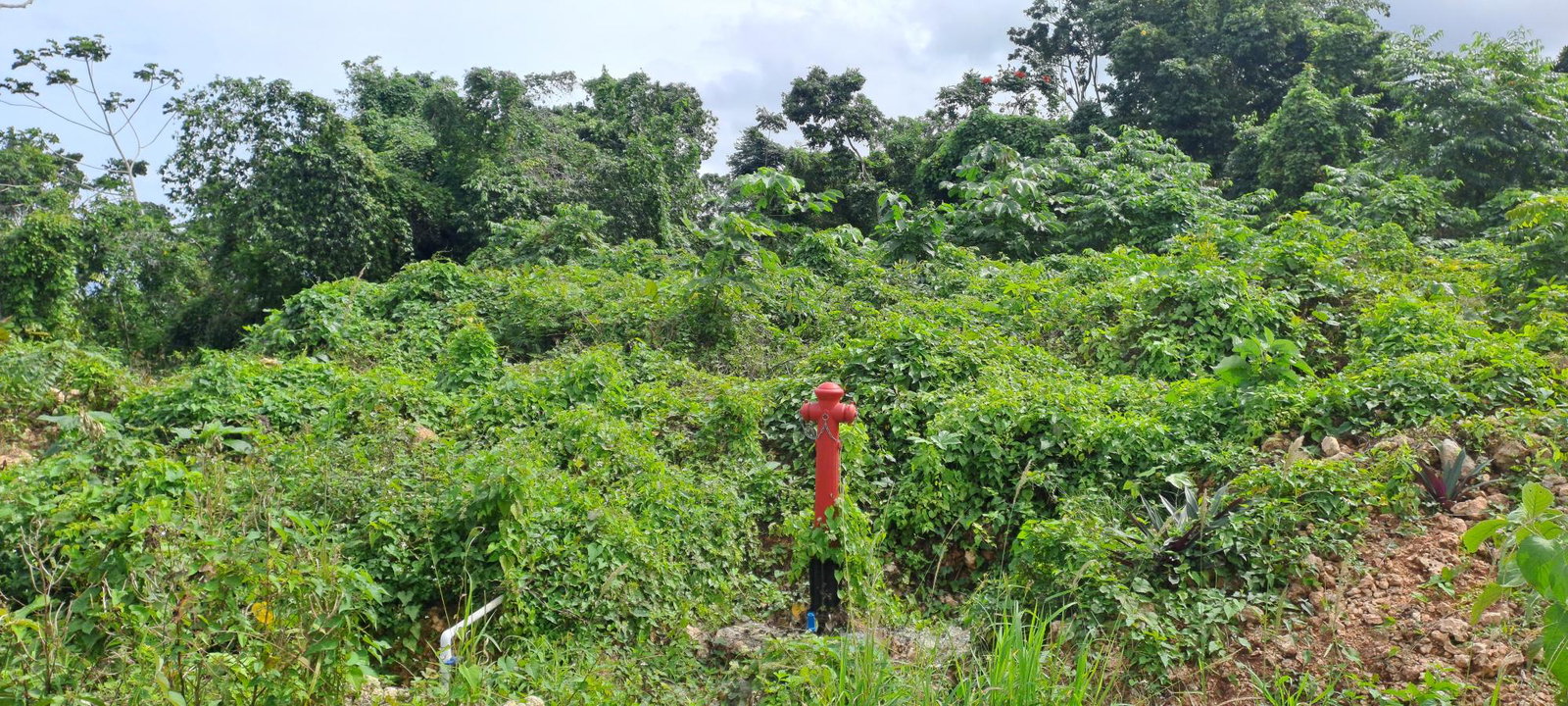 Sixth image of Part of Three Hills, St. in Three Hills, St. Mary, Jamaica - property is For Sale