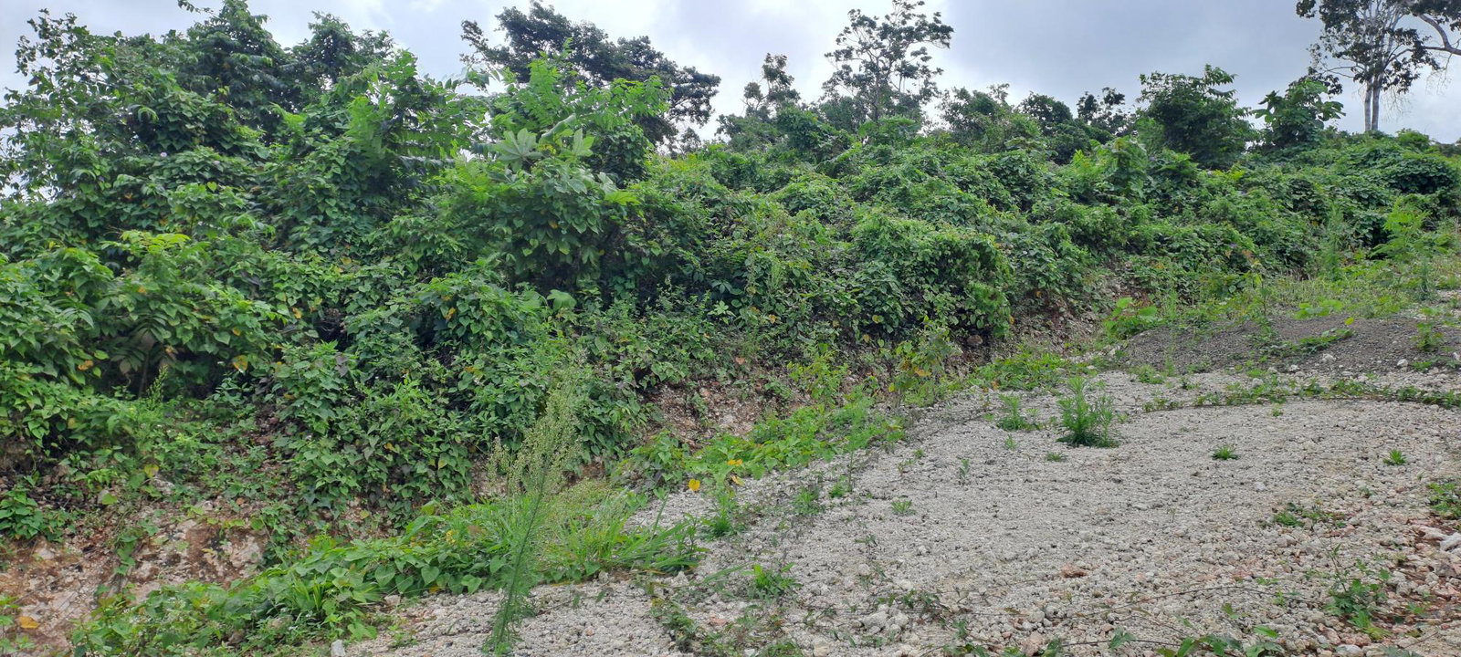 Seventh image of Part of Three Hills, St. in Three Hills, St. Mary, Jamaica - property is For Sale