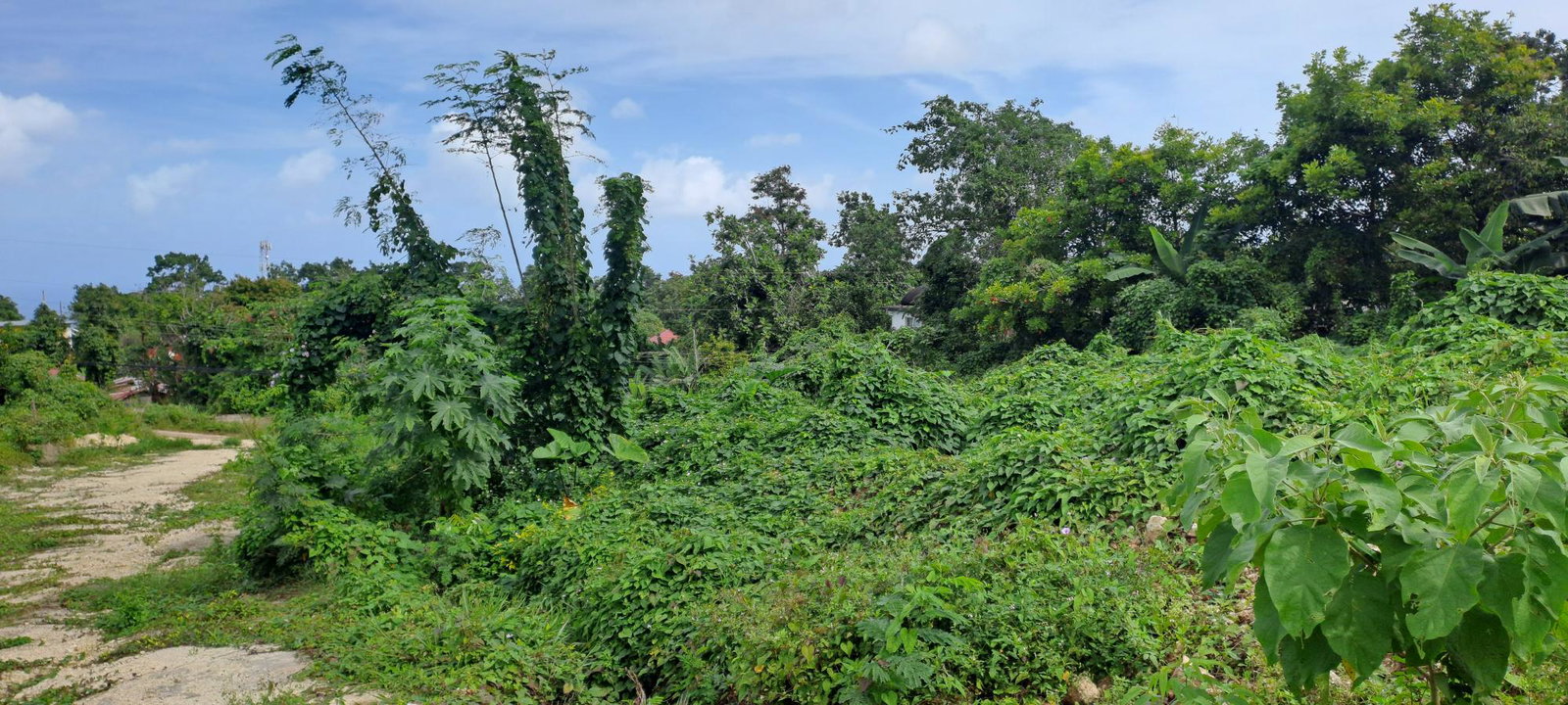 Residential-Lot-for-Sale-in-Three-Hills-St.-Mary-Jamaica-Lot-2 Fourth image of Lot 2 Part of Three Hills in Three Hills, St. Mary, Jamaica - property is For Sale
