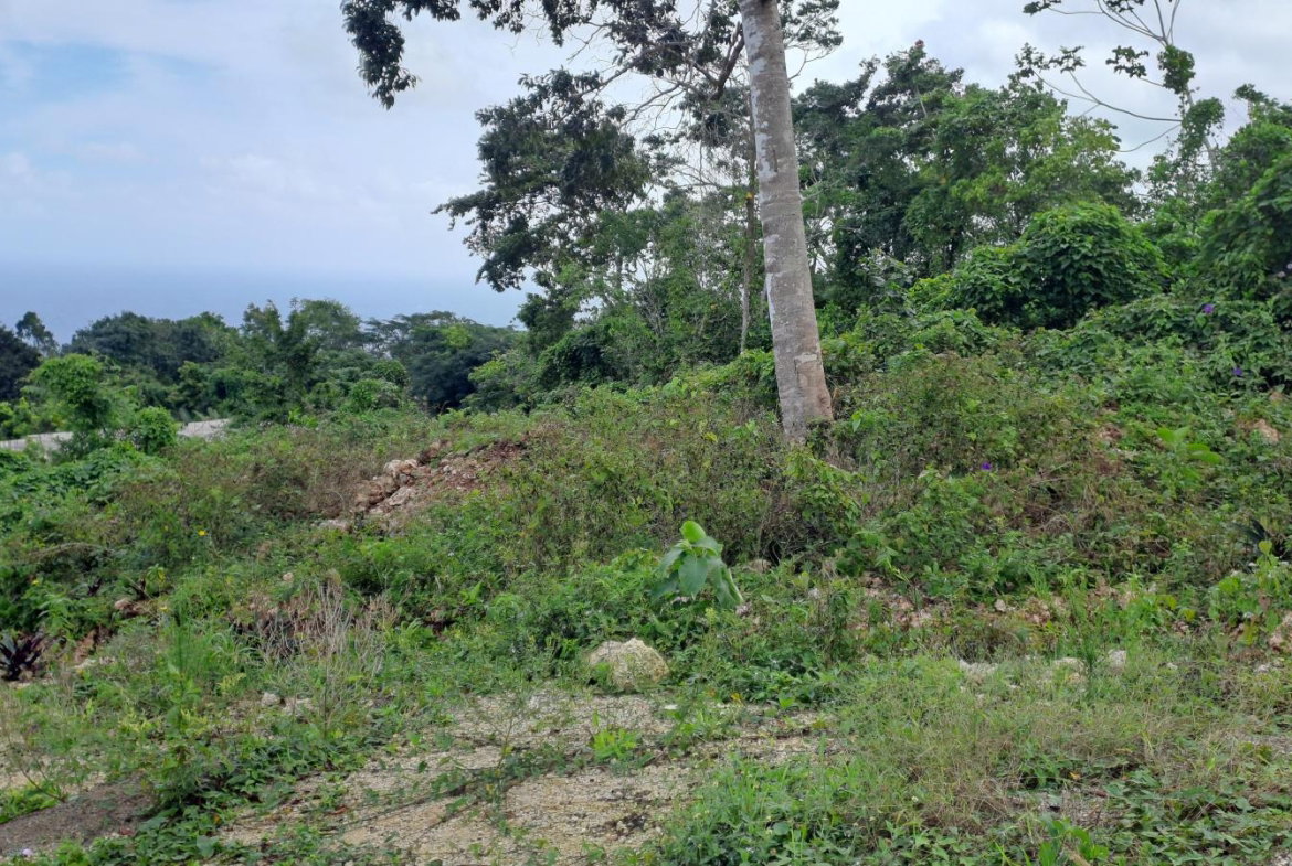 Second image of Lot 4- Part of Three Hills in Three Hills, St. Mary, Jamaica - property is For Sale