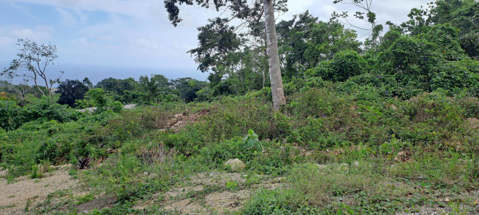 Second image of Lot 4- Part of Three Hills in Three Hills, St. Mary, Jamaica - property is For Sale
