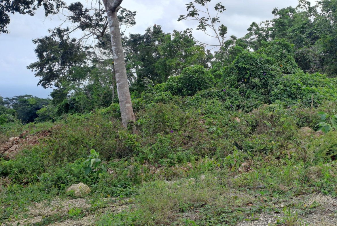 Third image of Lot 4- Part of Three Hills in Three Hills, St. Mary, Jamaica - property is For Sale