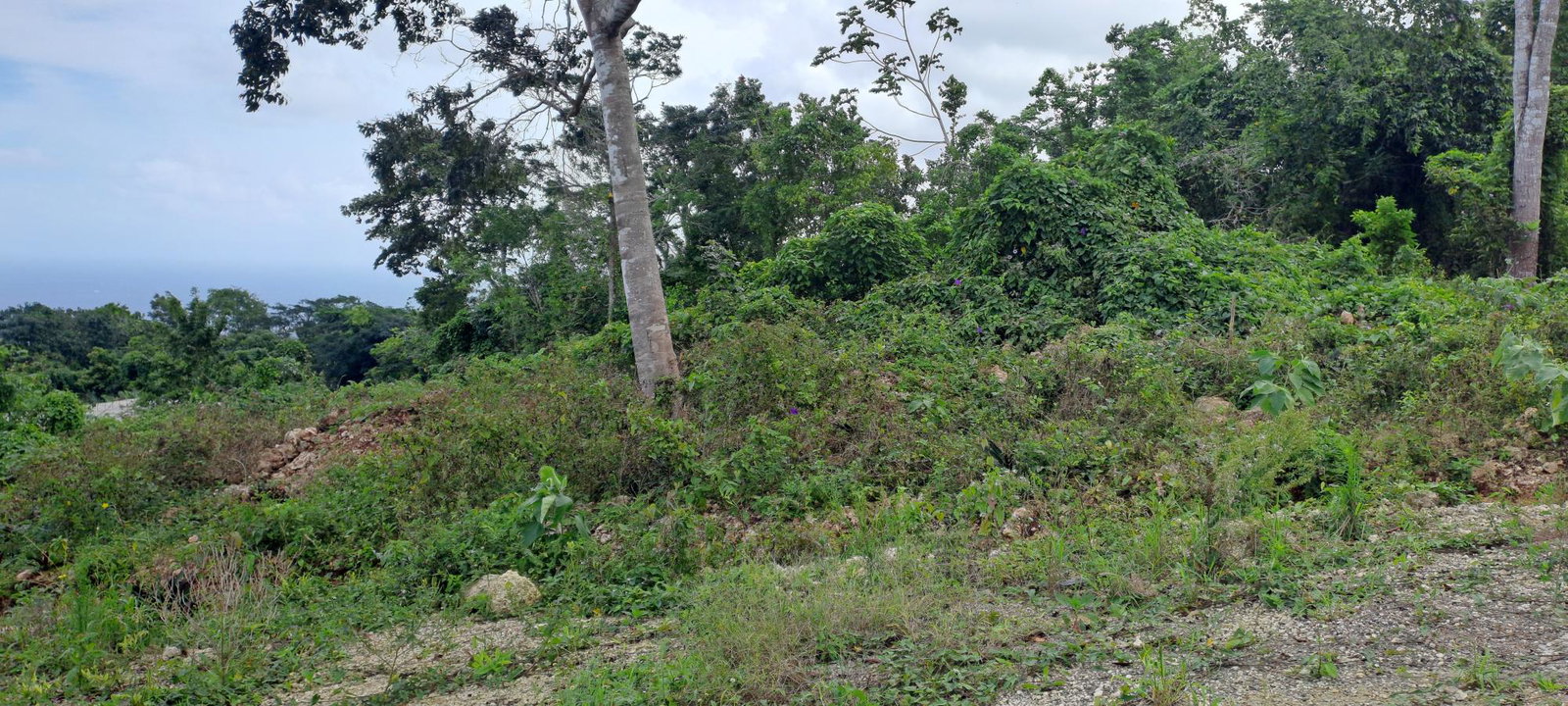 Third image of Lot 4- Part of Three Hills in Three Hills, St. Mary, Jamaica - property is For Sale