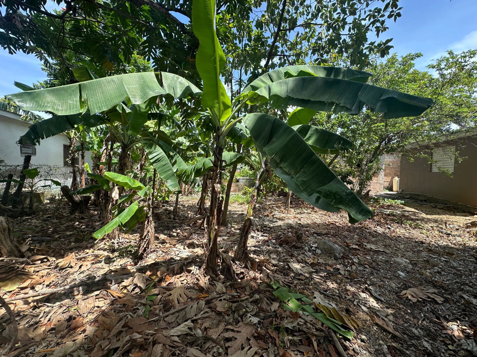 Twelfth image of 356 Sunset Street in HAGUE HOUSING SCHEME, Trelawny, Jamaica - property is For Sale