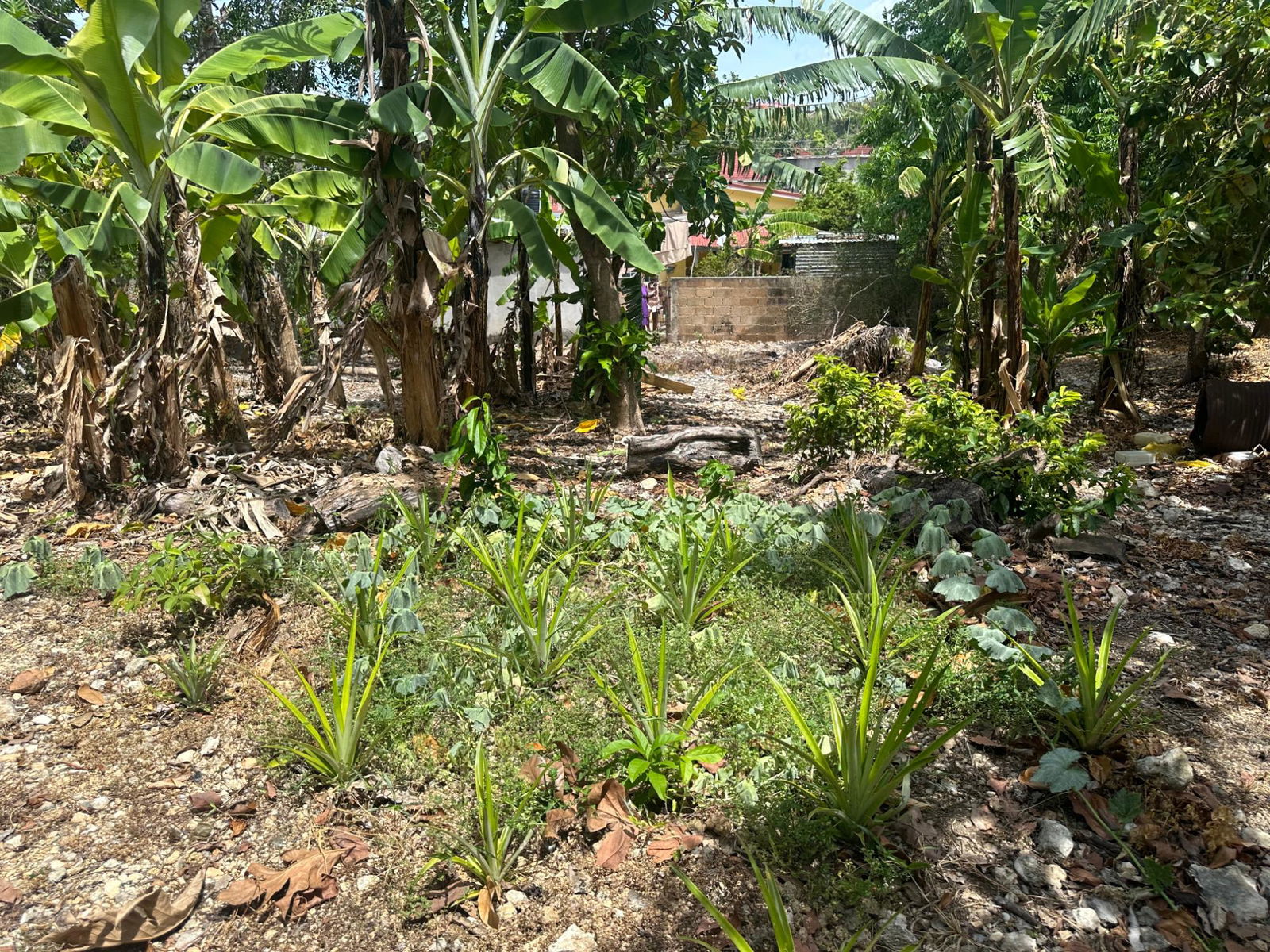 Eighth image of 356 Sunset Street in HAGUE HOUSING SCHEME, Trelawny, Jamaica - property is For Sale