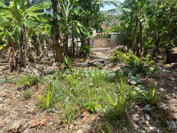 Eighth image of 356 Sunset Street in HAGUE HOUSING SCHEME, Trelawny, Jamaica - property is For Sale