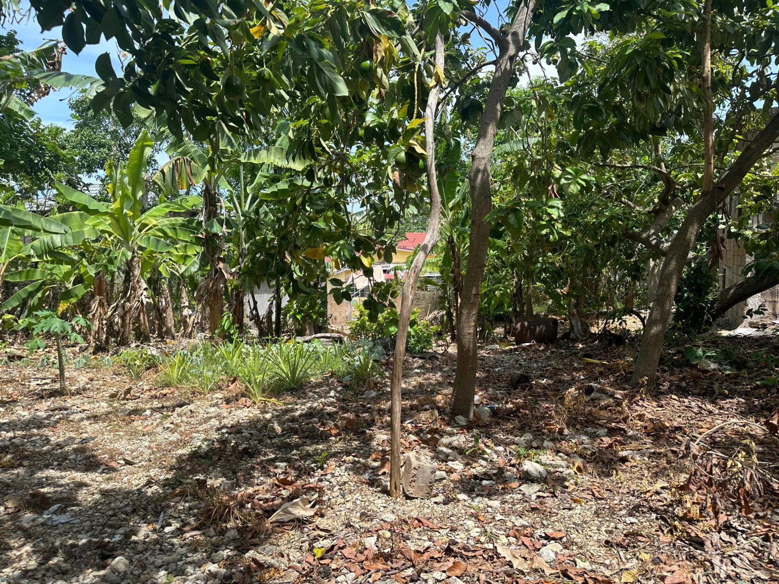 Ninth image of 356 Sunset Street in HAGUE HOUSING SCHEME, Trelawny, Jamaica - property is For Sale