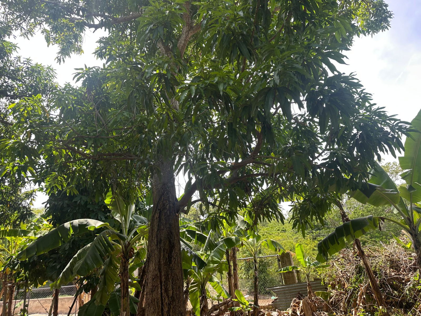Tenth image of 356 Sunset Street in HAGUE HOUSING SCHEME, Trelawny, Jamaica - property is For Sale