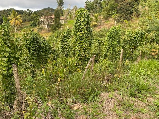 Third image of Land Part of Troy in Troy, Trelawny, Jamaica - property is For Sale