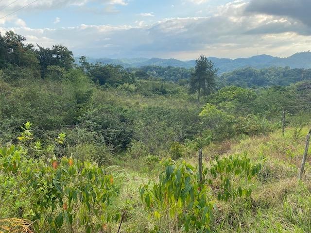 Fifth image of Land Part of Troy in Troy, Trelawny, Jamaica - property is For Sale