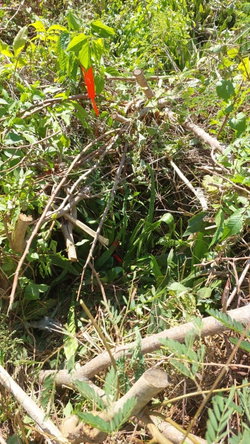 Second image of Yallahs to Lloyds Parochi in Yallahs, St. Thomas, Jamaica - property is For Sale