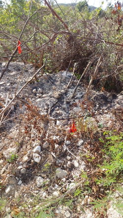 Third image of Yallahs to Lloyds Parochi in Yallahs, St. Thomas, Jamaica - property is For Sale
