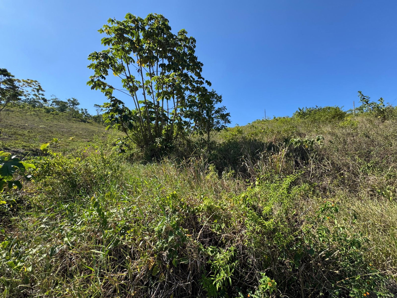 Eighteenth image of 57&58,9&56 Friendship in Walkerswood, St. Ann, Jamaica - property is For Sale