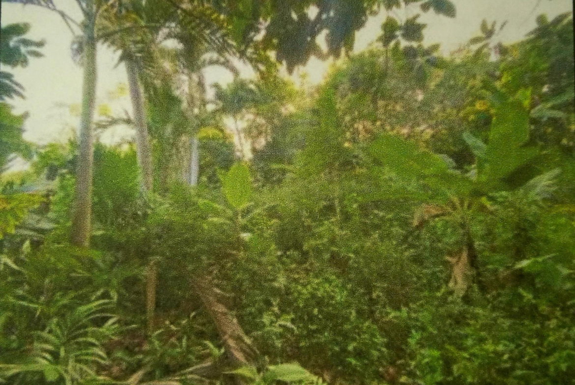 Third image of Greencastle Port Maria, s in Port Maria, St. Mary, Jamaica - property is For Sale