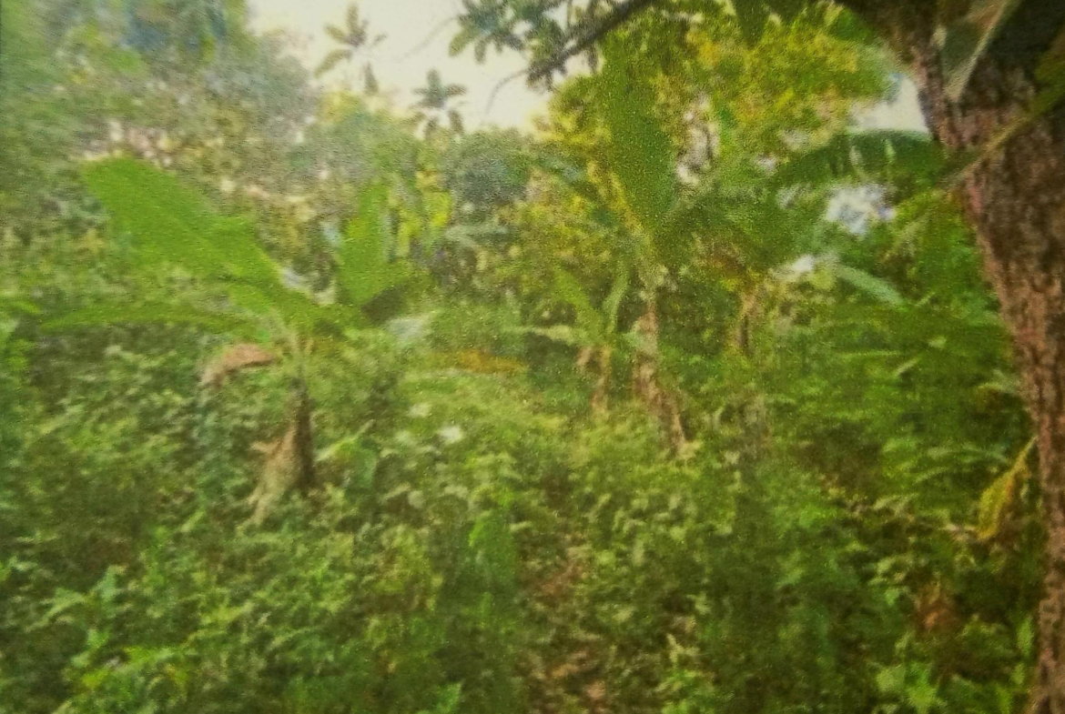 Fourth image of Greencastle Port Maria, s in Port Maria, St. Mary, Jamaica - property is For Sale