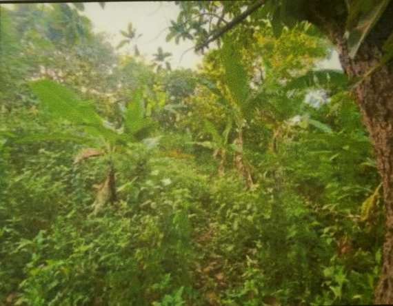 Fourth image of Greencastle Port Maria, s in Port Maria, St. Mary, Jamaica - property is For Sale