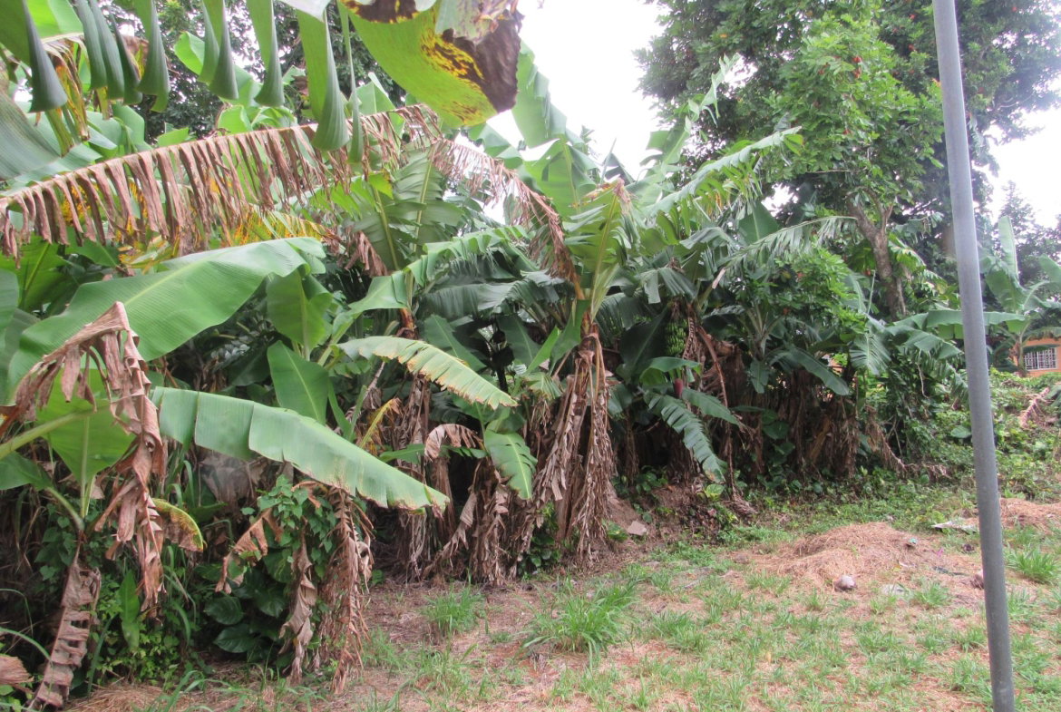 Twenty-Eighth image of 36 Sheridan Drive in Mandeville, Manchester, Jamaica - property is For Sale