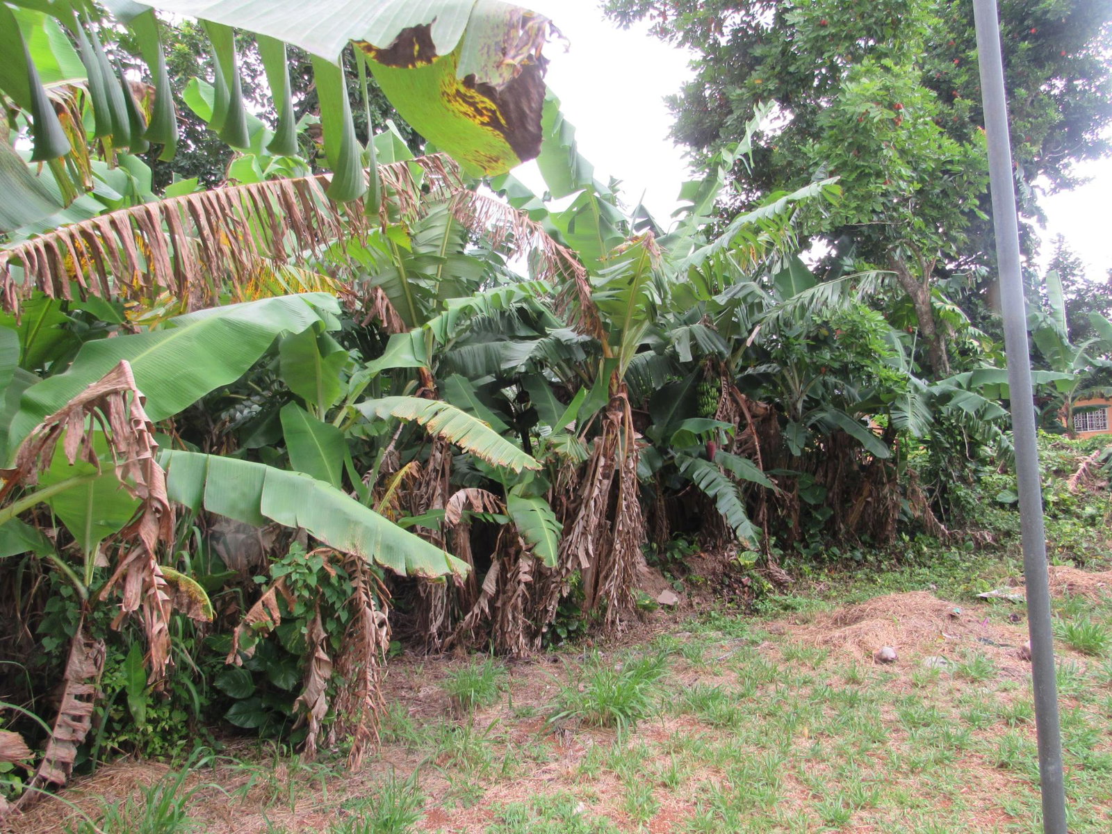 Spacious-4-Bedroom-House-for-Sale-in-Manchester-Jamaica-–-36-Sheridan-Drive Twenty-Eighth image of 36 Sheridan Drive in Mandeville, Manchester, Jamaica - property is For Sale