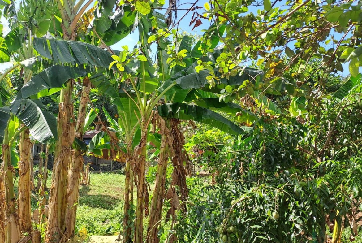 Second image of 24 Berties Drive in Amity, Westmoreland, Jamaica - property is For Sale