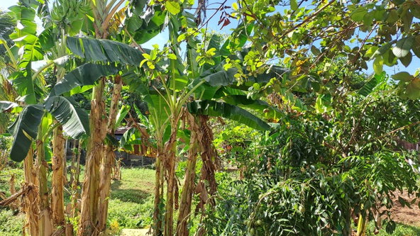 Second image of 24 Berties Drive in Amity, Westmoreland, Jamaica - property is For Sale